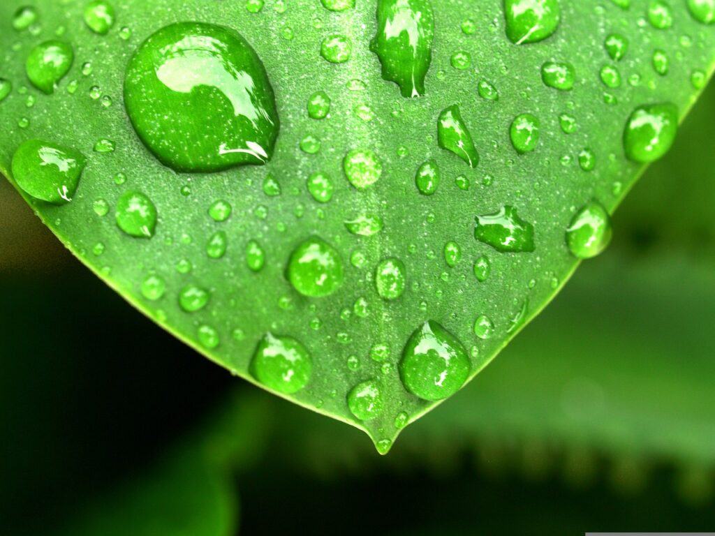 water, drops, leaf-1554360.jpg